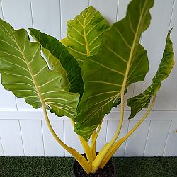 Yellow Stem Alocasia Yellow Stem Alocasia