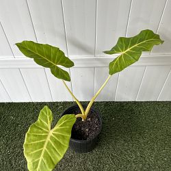 Yellow Stem Alocasia Yellow Stem Alocasia