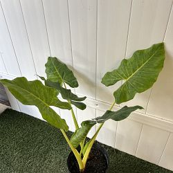 Yellow Stem Alocasia Yellow Stem Alocasia