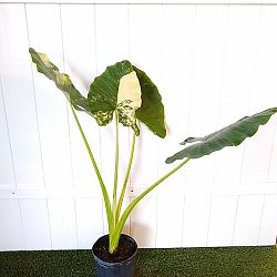 Alocasia Macrozzhiza Variegated Alocasia Macrozzhiza Variegated