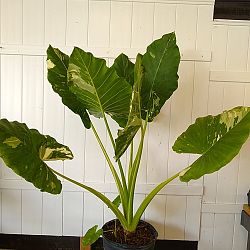 Alocasia Macrozzhiza Variegated Alocasia Macrozzhiza Variegated