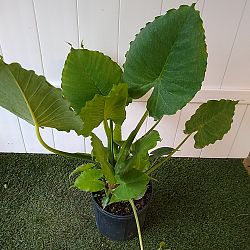 Alocasia odora 'California' Alocasia odora 'California'