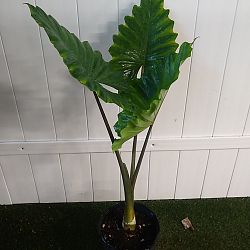 Alocasia odora 'California' Alocasia odora 'California'