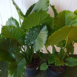 Alocasia odora 'California' Alocasia odora 'California'