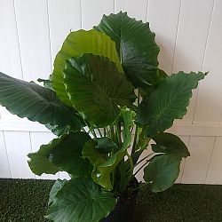 Alocasia odora 'California' Alocasia odora 'California'