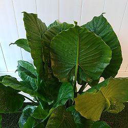 Alocasia odora 'California' Alocasia odora 'California'