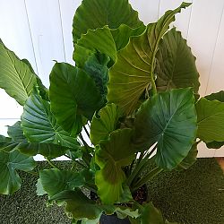 Alocasia odora 'California' Alocasia odora 'California'