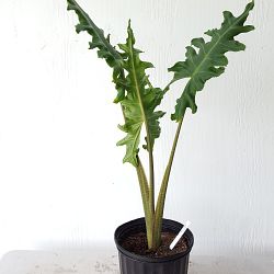 Alocasia portei, Elephant Ear Alocasia portei, Elephant Ear