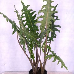 Alocasia portei, Elephant Ear Alocasia portei, Elephant Ear