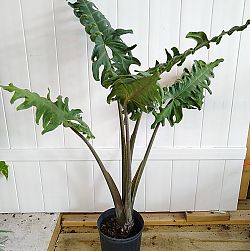 Alocasia portei, Elephant Ear Alocasia portei, Elephant Ear