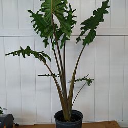 Alocasia portei, Elephant Ear Alocasia portei, Elephant Ear
