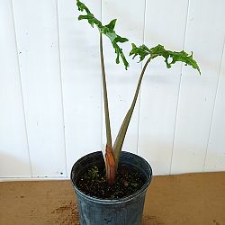 Alocasia portei, Elephant Ear Alocasia portei, Elephant Ear