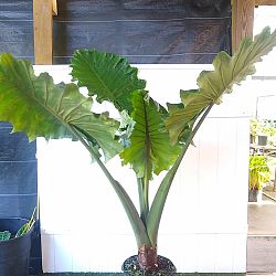 Alocasia 'Portora' Alocasia 'Portora'