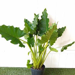 Alocasia 'Portora' Alocasia 'Portora'
