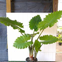 Alocasia 'Portora' Alocasia 'Portora'