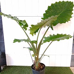 Alocasia 'Portora' Alocasia 'Portora'