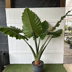 Alocasia 'Portora' Alocasia 'Portora'