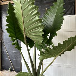 Alocasia 'Portora' Alocasia 'Portora'