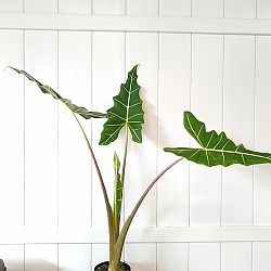 Alocasia 'Sarian' Alocasia 'Sarian'
