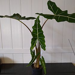 Alocasia 'Sarian' Alocasia 'Sarian'