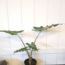 Alocasia 'Sarian' Alocasia 'Sarian'