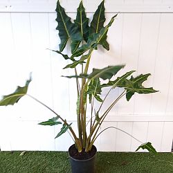 Alocasia 'Sarian' Alocasia 'Sarian'
