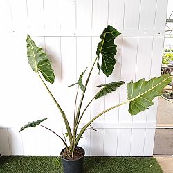 Alocasia 'Sarian' Alocasia 'Sarian'