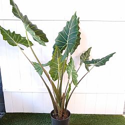Alocasia 'Sarian' Alocasia 'Sarian'