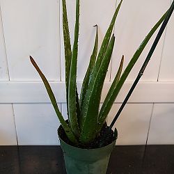 Aloe vera Aloe vera