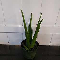 Aloe vera Aloe vera