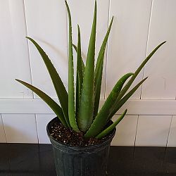 Aloe vera Aloe vera
