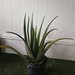 Aloe vera Aloe vera