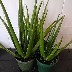 Aloe vera Aloe vera