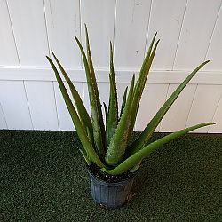 Aloe vera Aloe vera