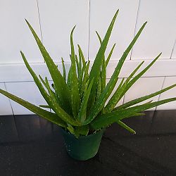 Aloe vera Aloe vera