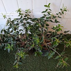 Sweet Almond Bush Sweet Almond Bush