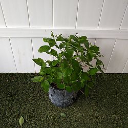 Sweet Almond Bush Sweet Almond Bush