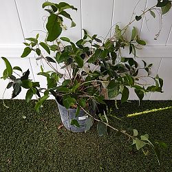 Sweet Almond Bush Sweet Almond Bush