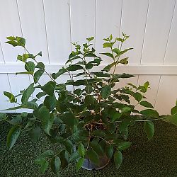 Sweet Almond Bush Sweet Almond Bush