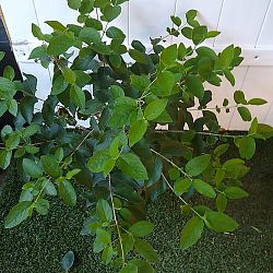 Sweet Almond Bush Sweet Almond Bush