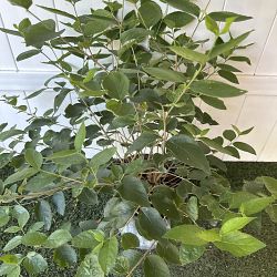 Sweet Almond Bush Sweet Almond Bush