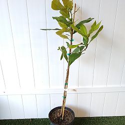 Cashew Nut Tree Cashew Nut Tree