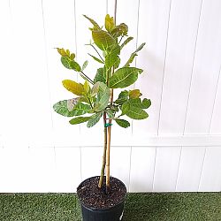 Cashew Nut Tree Cashew Nut Tree