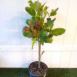 Cashew Nut Tree Cashew Nut Tree