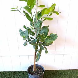Cashew Nut Tree Cashew Nut Tree