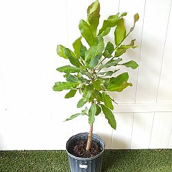 Cashew Nut Tree Cashew Nut Tree