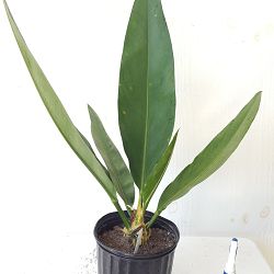 Anthurium Coriaceum, Paddle-leaf Anthurium Anthurium Coriaceum, Paddle-leaf Anthurium