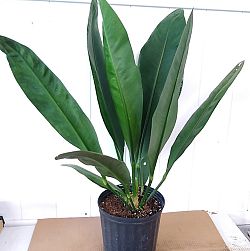 Anthurium Coriaceum, Paddle-leaf Anthurium Anthurium Coriaceum, Paddle-leaf Anthurium