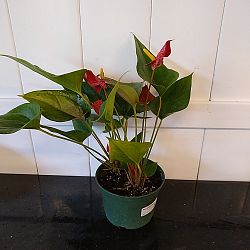 Red Anthurium Red Anthurium