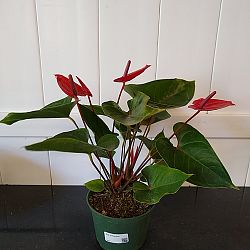 Red Anthurium Red Anthurium